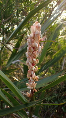 Alpinia calcarata