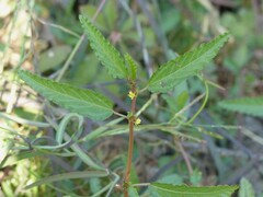 Corchorus fascicularis