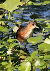 Laterallus melanophaius