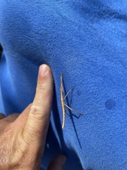 Anisomorpha buprestoides