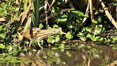 Ixobrychus involucris