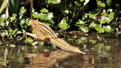 Ixobrychus involucris