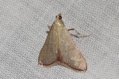 Hypsopygia albidalis