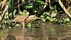 Ixobrychus involucris