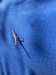 Anisomorpha buprestoides