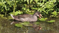 Gallinula galeata