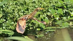 Ixobrychus involucris