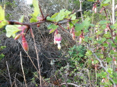Ribes californicum