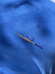 Anisomorpha buprestoides