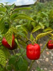 Capsicum