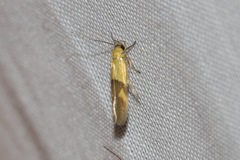 Stathmopoda auriferella