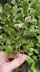 Nothofagus fusca
