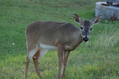 Odocoileus virginianus clavium