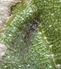 Ectopsocidae