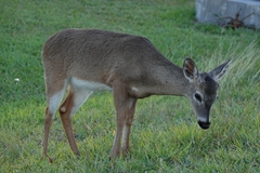Odocoileus virginianus clavium