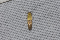 Stathmopoda auriferella