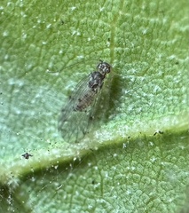 Ectopsocidae
