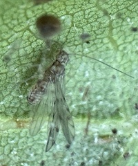 Ectopsocidae
