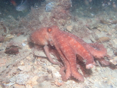Callistoctopus
