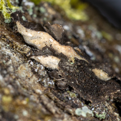 Sticta fuliginosa