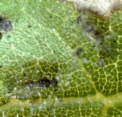 Ectopsocidae