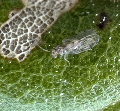 Ectopsocidae