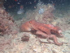 Callistoctopus