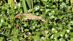 Ixobrychus involucris