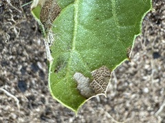 Ectopsocidae