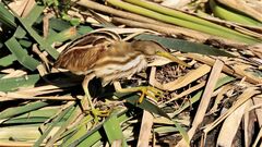 Ixobrychus involucris