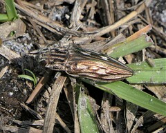 Chalcophora georgiana