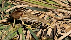 Ixobrychus involucris