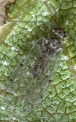 Ectopsocidae