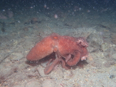 Callistoctopus