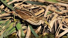 Ixobrychus involucris