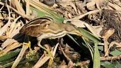 Ixobrychus involucris