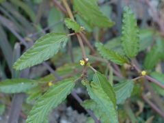 Corchorus fascicularis
