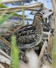 Gallinago paraguaiae