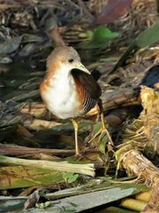 Laterallus melanophaius