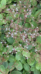 Crassula multicava