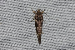 Macrobathra ceraunobola