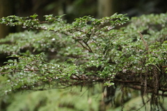 Eurya crenatifolia