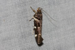 Macrobathra ceraunobola