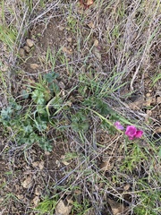Sidalcea malviflora