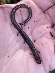 Batrachoseps major major