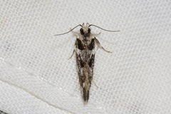 Macrobathra honoratella