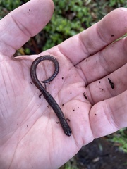 Batrachoseps major major