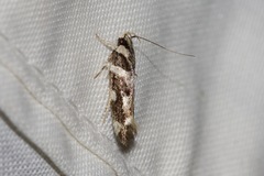 Macrobathra honoratella