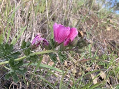 Sidalcea malviflora