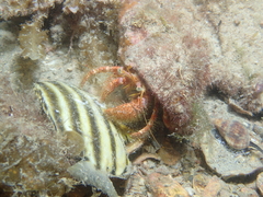 Dardanus crassimanus